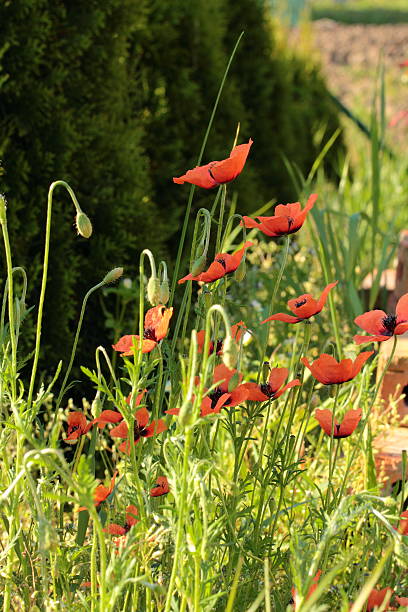 wild poppies - poppy retro revival old fashioned macro foto e immagini stock