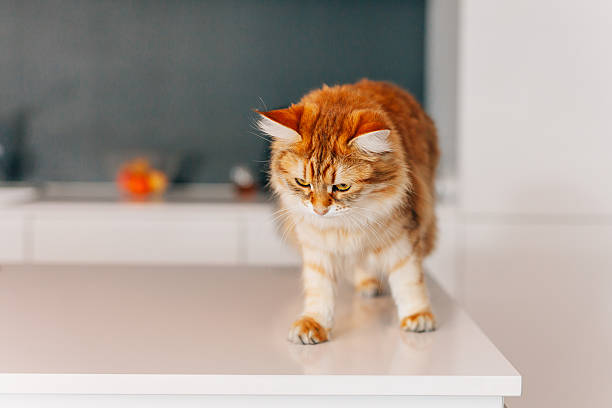 Ginger big cat walking on a white kitchen table. stock photo
