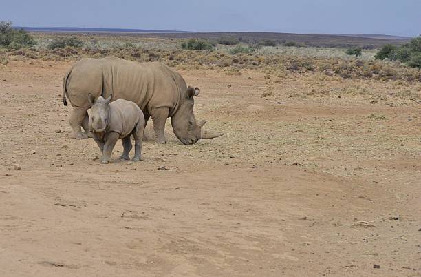 White Rhinoceros