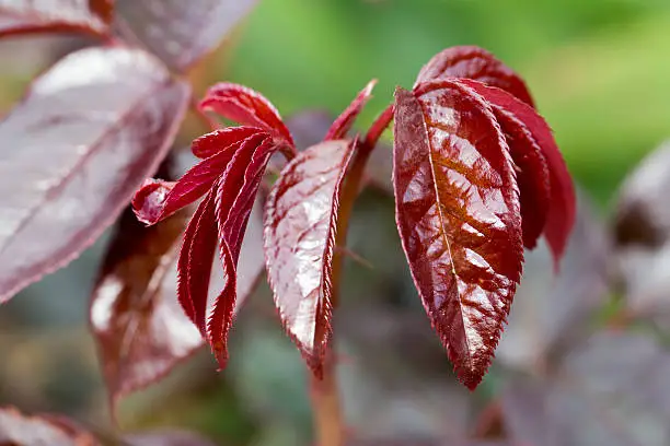 rosebush red leaves without treatment, good health