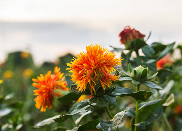 Safflower Safflower is globular flower heads having yellow, orange, or red flowers, It is commercially cultivated for vegetable oil extracted from the seeds. inflorescence photos stock pictures, royalty-free photos & images