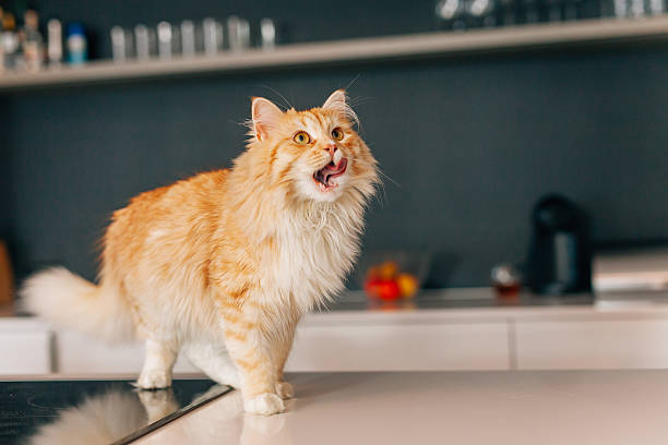 Ginger big cat walking on a white kitchen table. stock photo