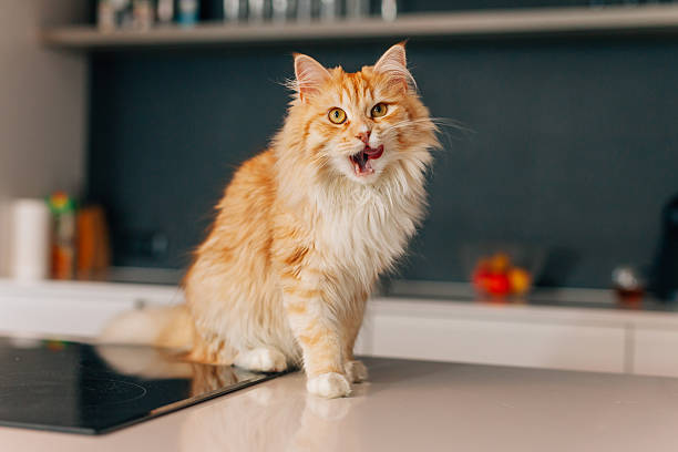 Ginger big cat sitting on a white kitchen table. stock photo