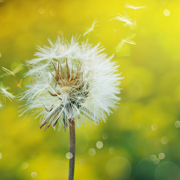 istock dandelion on the nature backround 530211586
