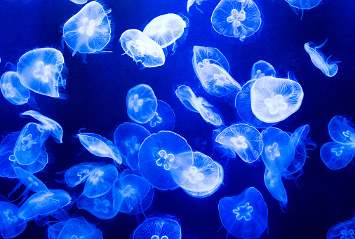 Group of translucent jellyfish
