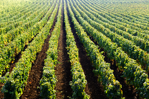 Vineyard in Burgundy near Beaune, France, Europe