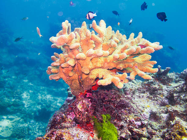 istock Acropora, Similan Islands coral reefs, Phuket, Thailand 530223295