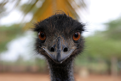 An Emu looks at the camera.