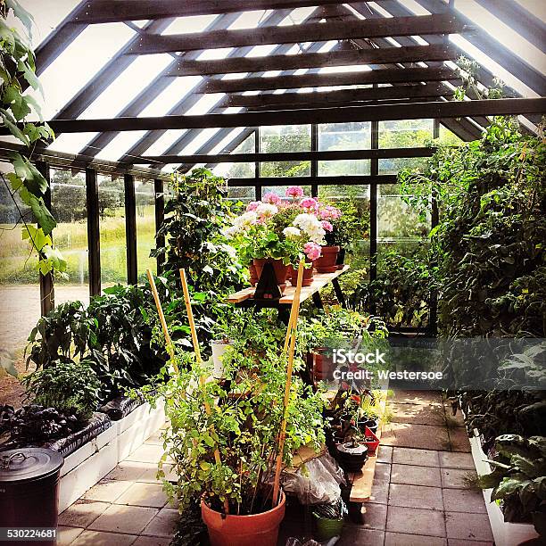 Private Greenhouse For Hobby Farmer Stock Photo - Download Image Now - Abundance, Agricultural Machinery, Agriculture