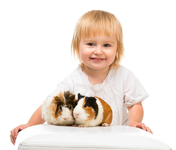 bambina tenendo un porcellino d'india - guinea pig pets child stroking foto e immagini stock
