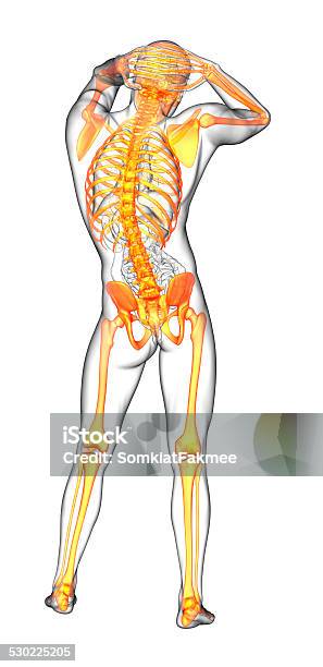 3d Render Medical Illustration Of The Human Skeletonl Stock Photo - Download Image Now