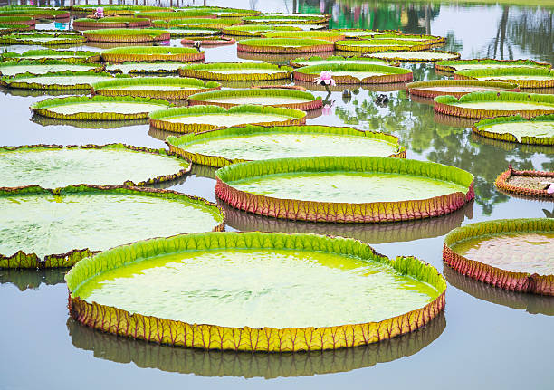 istock victoria waterlily on the pond 530225563