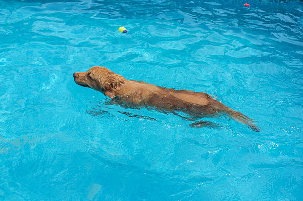 istock Golden Retriever in Pool 530225783