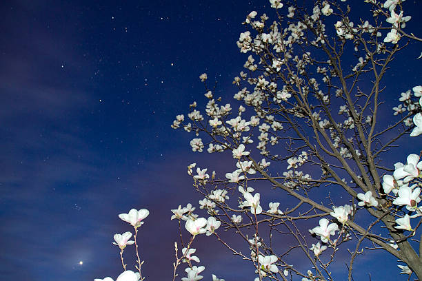 Stars above blossoming magnolia Shiny stars above blossoming magnolia tree at night. Magnolia stock pictures, royalty-free photos & images