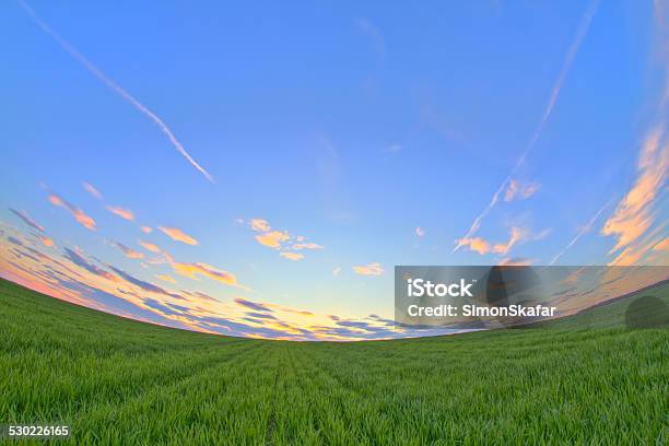 Field Of Young Wheat At Sunrise Stock Photo - Download Image Now - Fish-Eye Lens, Green Color, Scenics - Nature