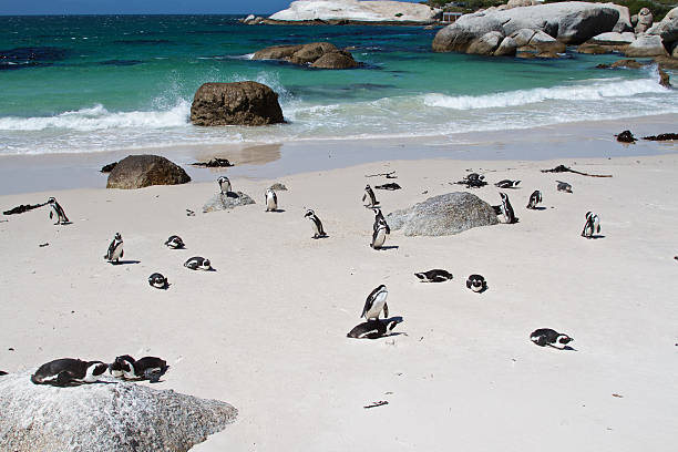 istock Penguins at Simon's Town 530226361