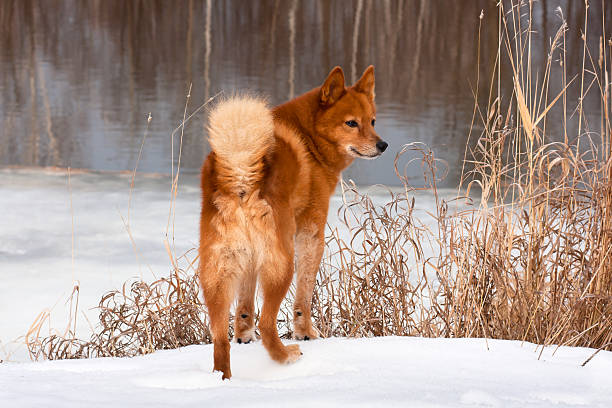 hunting dog on the riverbank Finnish Spitz on the riverbank finnish spitz stock pictures, royalty-free photos & images
