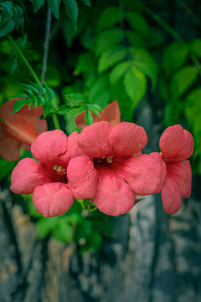 Red Bignonia Flowers stock photo