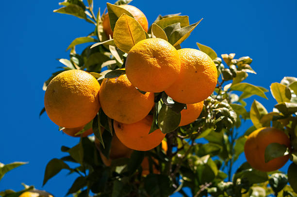 Spanish Bitter Oranges stock photo