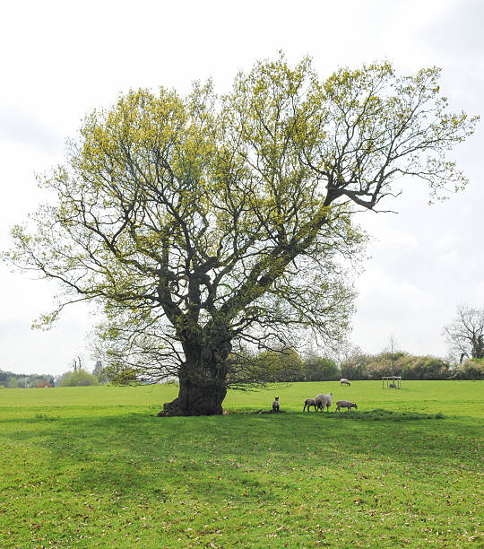 istock Oak Tree on Farm in Warwickshire, England, UK 530228281