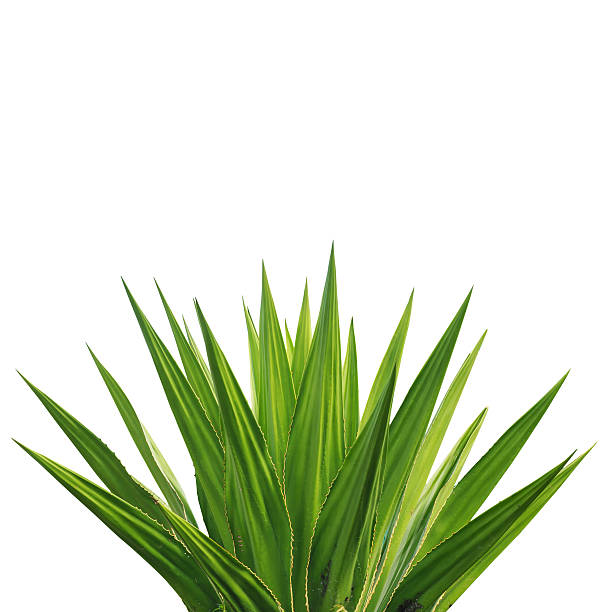istock Agave plant isolated on white background 530228337