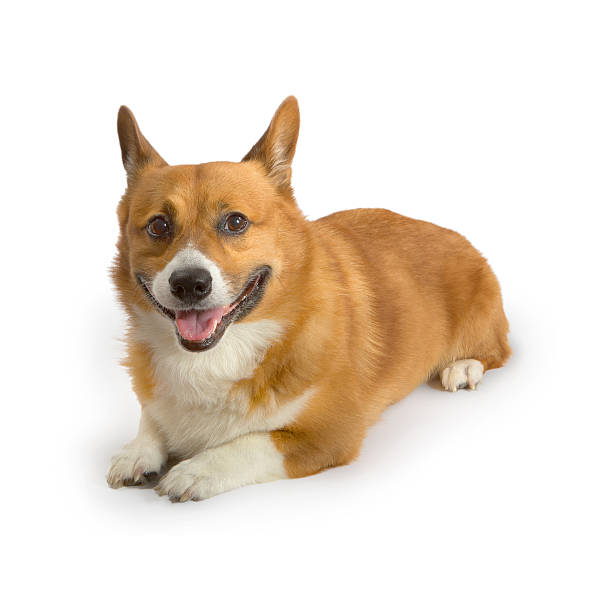 istock Happy pembroke welsh corgi dog on white. 530228535