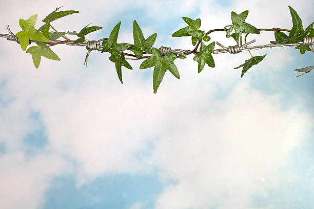 istock Ivy fence 530233931
