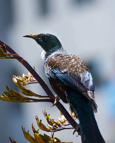 This New Zealand native Tui or Parson Bird is vigilant for other competing birds, as it perches in bright sunlight on a native flax bush between sipping on the flower nectar. Golden pollen decorates its beak, and the light catches at the tuft of white feathers at its throat, and glistens on its bronze, blue and green feathers. The blurred white and blue background is the Wellington cityscape.