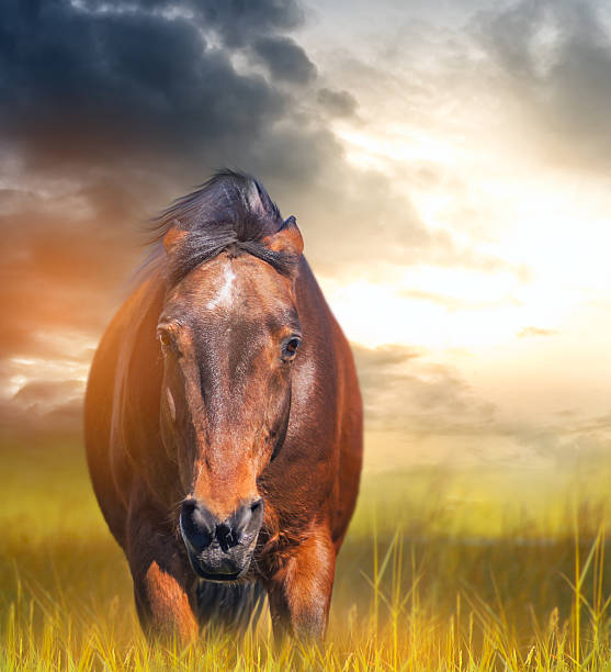 cavallo arrabbiato con orecchie rilassata al tramonto - horse animal head animal sky foto e immagini stock