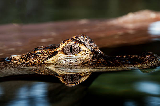 istock Eye of the Gator 530234601