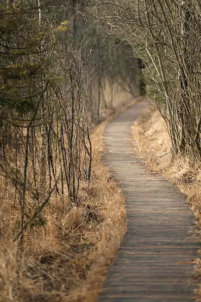 long wooden path trough a forest in upper Austria, Ibm
