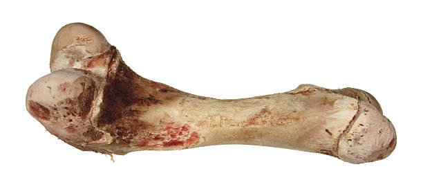 istock bone without meat isolated on white background. 530236615