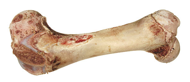 istock bone without meat isolated on white background. 530236617