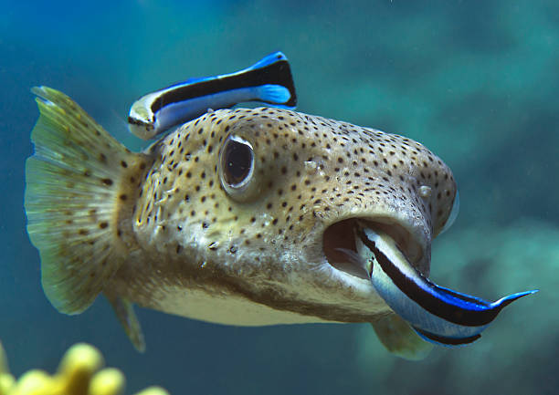 istrice pufferfish, diodon hystrix, cleanerfish, labroides dimidiatus - porcupinefish foto e immagini stock