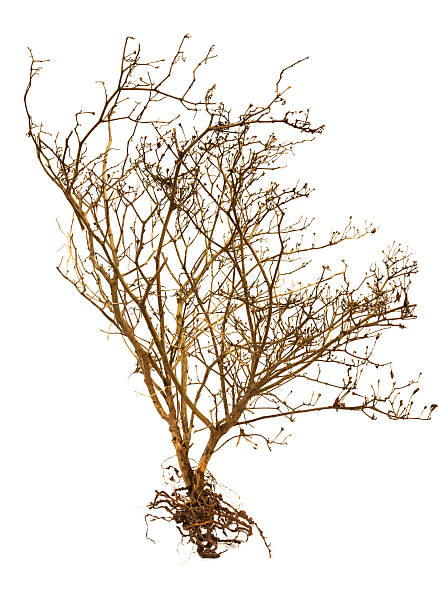 istock Death wood on white background. 530236949