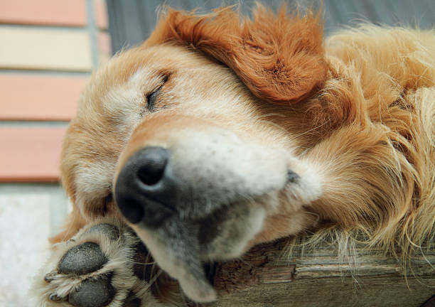 istock Golden Retriever taking a nap 530237019