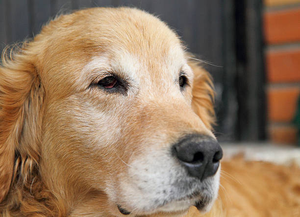 Close up of Golden Retriever lying on the porch.