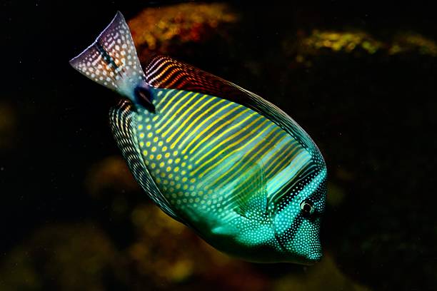 istock beautiful tropical fish 05 530237893