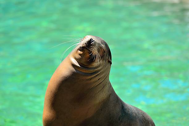 istock sea lion under the sunshine 530237901