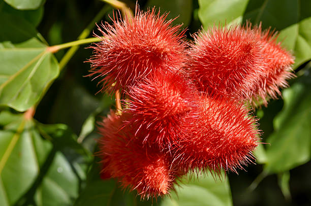 bixa orellana, anatto árbol - achiote fotografías e imágenes de stock