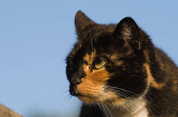 Tabby cat stock photo