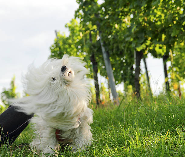 Cute Coton de Tulear dog shaking next to vine to get the dust out of his fur.