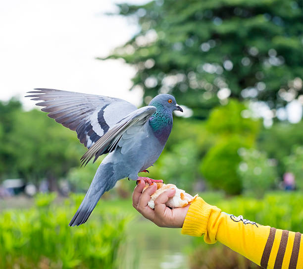 istock pigeon bird in the park 530239447