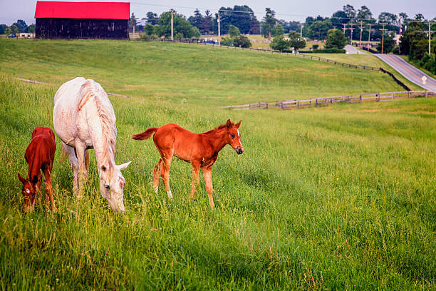 istock Mother horse with two colts 530239519