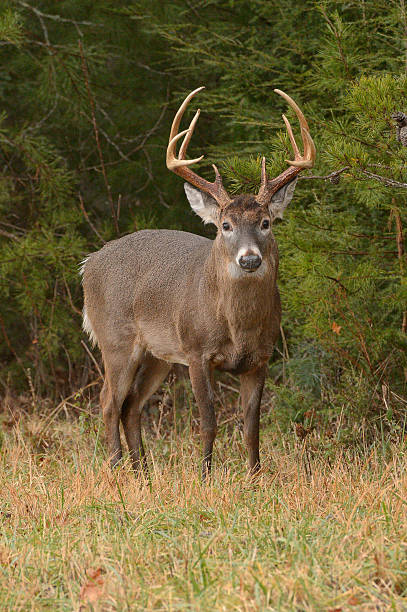 istock Nice Buck on a Misty Morning 530239759