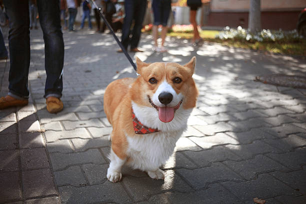 istock small cute dog for a walk redhead 530239947