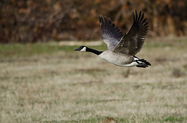 istock Canada Goose Taking to Flight from an Autumn Field 530240975