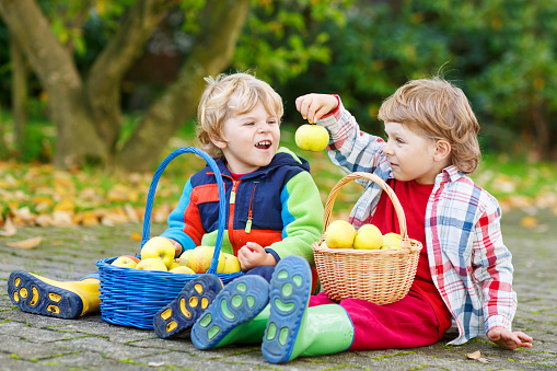 Two adorable boy friends eating apples in home's garden, outdoors. Own harvest. Boys in colorful rubber boots on autumn day.