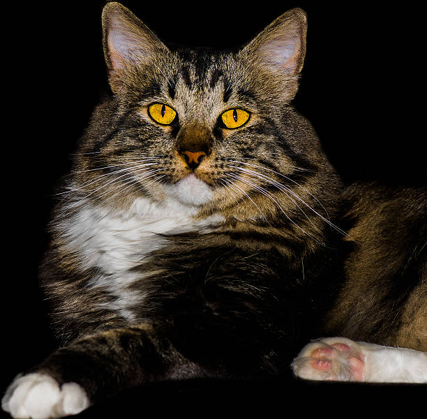 istock American Bobtail Mix Breed Cat With Stunning Yellow Eyes 530246969