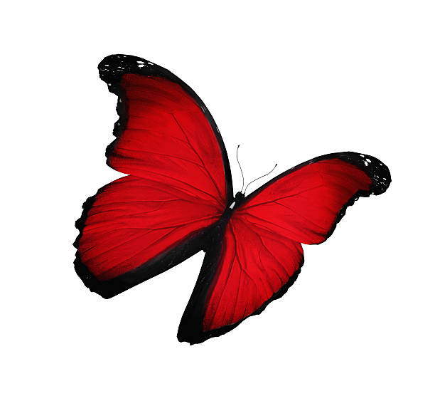 istock Red butterfly flying, isolated on white 530247049